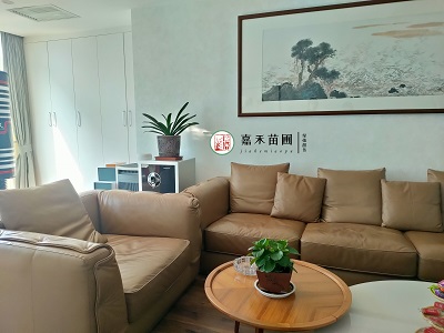 西安綠植擺租|西安嘉禾苗圃 西安綠植擺租|西安嘉禾苗圃