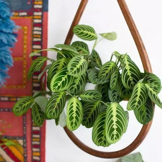 葉蟬竹芋的養(yǎng)護方法|西安嘉禾苗圃綠植租擺 葉蟬竹芋的養(yǎng)護方法|西安嘉禾苗圃綠植租擺