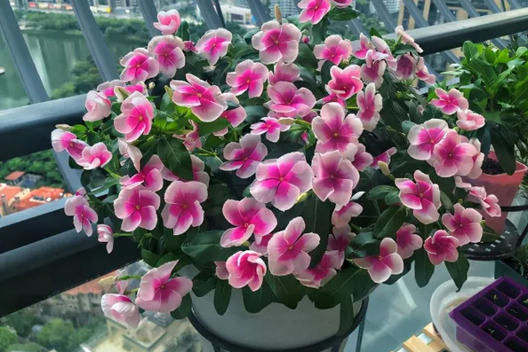 收集長春花種子|西安嘉禾苗圃