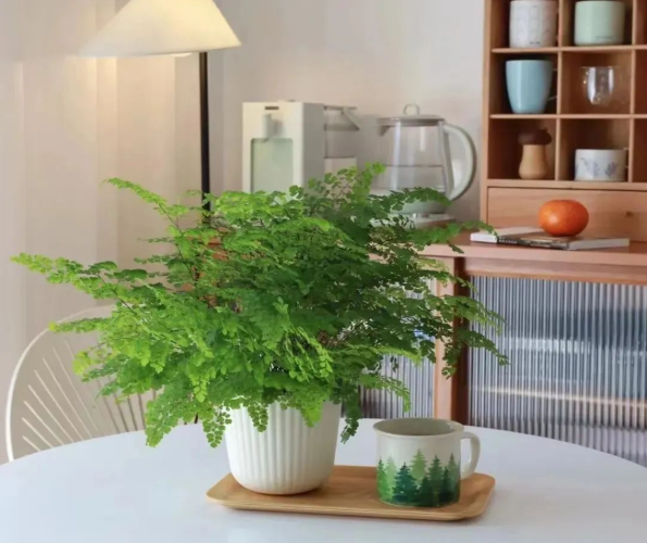 鐵線蕨養(yǎng)護(hù)方法|西安嘉禾苗圃 鐵線蕨養(yǎng)護(hù)方法|西安嘉禾苗圃