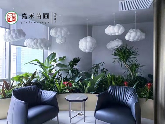 西安綠植租賃|西安嘉禾苗圃 西安綠植租賃|西安嘉禾苗圃