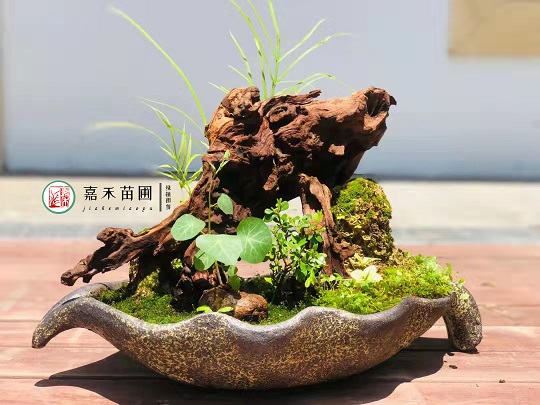 西安綠植租賃推薦|西安嘉禾苗圃 西安綠植租賃推薦|西安嘉禾苗圃