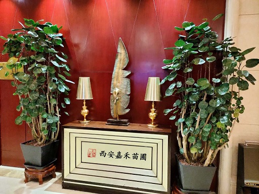 西安綠植租擺福祿桐|西安嘉禾苗圃