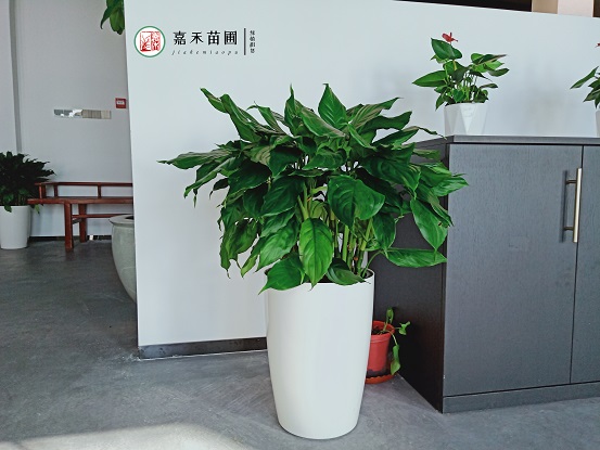 西安綠植租擺萬(wàn)年青|西安嘉禾苗圃