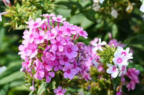 西安花卉租擺公司推薦福祿考|西安嘉禾苗圃 西安花卉租擺公司推薦福祿考|西安嘉禾苗圃