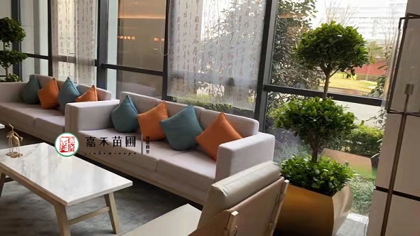 西安綠植租賃擺放標(biāo)準(zhǔn)|西安嘉禾苗圃