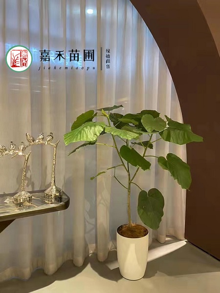 西安辦公室綠植租賃報價|西安嘉禾苗圃 西安辦公室綠植租賃報價|西安嘉禾苗圃