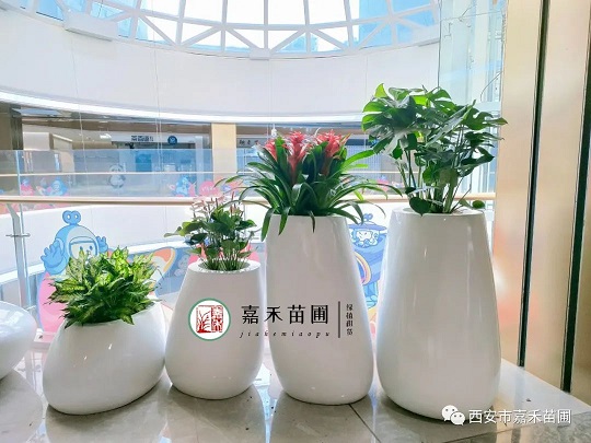 商場(chǎng)綠植租擺景觀|西安嘉禾苗圃 商場(chǎng)綠植租擺景觀|西安嘉禾苗圃