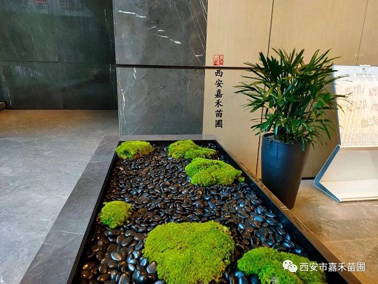 商場(chǎng)綠植租擺景觀設(shè)計(jì)|西安嘉禾苗圃 商場(chǎng)綠植租擺景觀設(shè)計(jì)|西安嘉禾苗圃