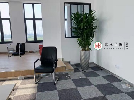 辦公室花卉租賃裝飾|西安嘉禾苗圃