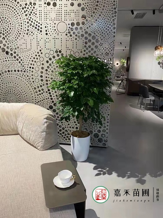 室內(nèi)花卉綠植租賃擺放|西安嘉禾苗圃