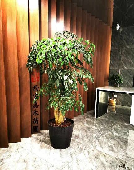 花卉租賃植物布置|西安嘉禾苗圃