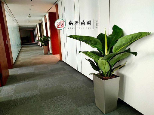 西安辦公室綠植租賃企業(yè)|西安嘉禾苗圃 西安辦公室綠植租賃企業(yè)|西安嘉禾苗圃