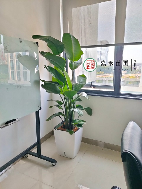 西安辦公室綠植租賃電話|15202909185 西安辦公室綠植租賃電話|15202909185