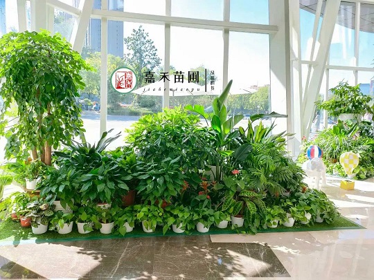 西安花卉租賃花境|西安嘉禾苗圃