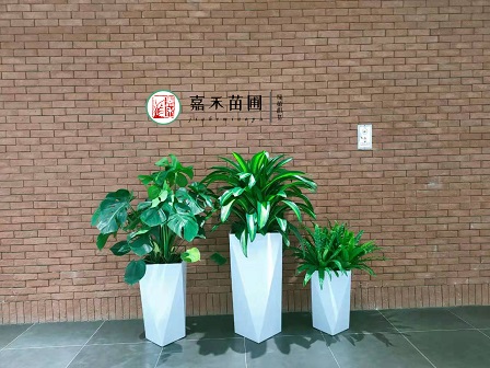 辦公室衛(wèi)生間綠植租賃|西安嘉禾苗圃 辦公室衛(wèi)生間綠植租賃|西安嘉禾苗圃