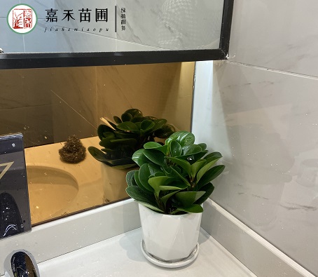 辦公室衛(wèi)生間花卉租賃電話|西安嘉禾苗圃15202909185 辦公室衛(wèi)生間花卉租賃電話|西安嘉禾苗圃15202909185