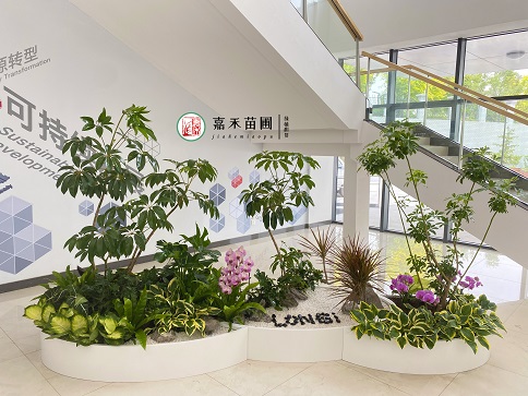 辦公樓大堂綠植租賃方案|西安嘉禾苗圃 辦公樓大堂綠植租賃方案|西安嘉禾苗圃