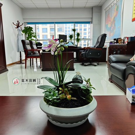 辦公樓洽談室綠植租賃方案|西安嘉禾苗圃 辦公樓洽談室綠植租賃方案|西安嘉禾苗圃