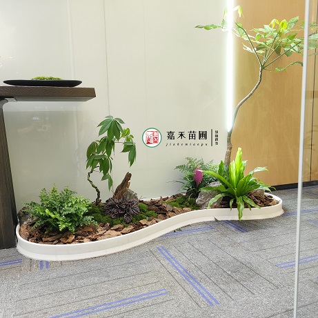 西安綠植租賃植物|西安嘉禾苗圃 西安綠植租賃植物|西安嘉禾苗圃