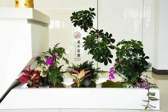 定制大堂綠植租賃組景|西安嘉禾苗圃 定制大堂綠植租賃組景|西安嘉禾苗圃
