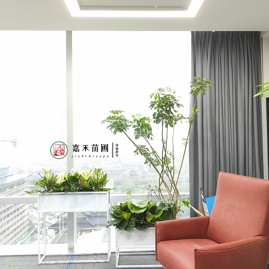 西安綠植租賃軟裝服務(wù)|西安嘉禾苗圃