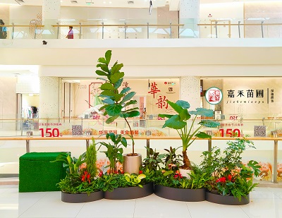 西安商場(chǎng)綠植花卉租賃公司|西安嘉禾苗圃