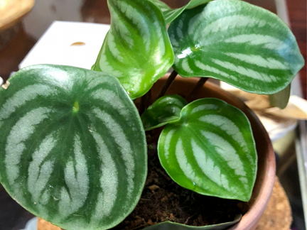 西安綠植租賃|西瓜皮椒草