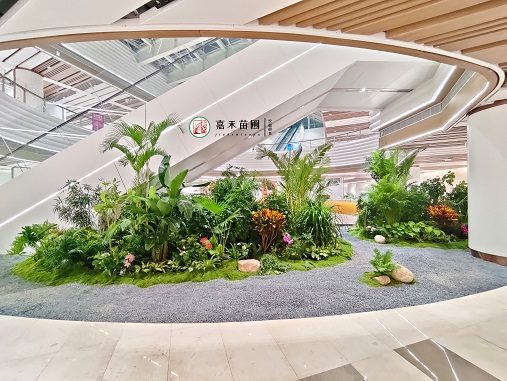 西安綠植租擺方案|西安嘉禾苗圃