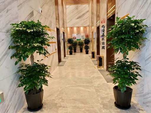 西安辦公室花卉綠植推薦|西安嘉禾苗圃
