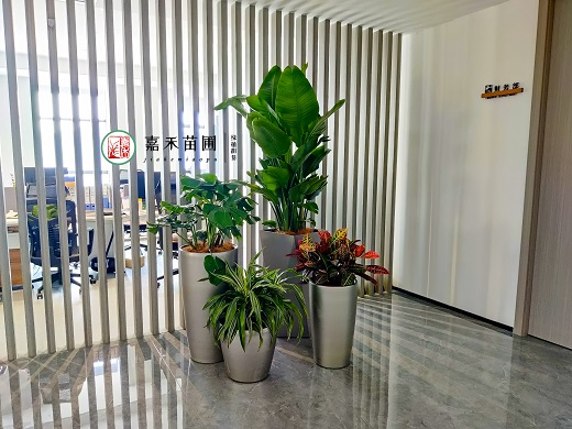 西安寫(xiě)字樓綠植租擺|西安嘉禾苗圃