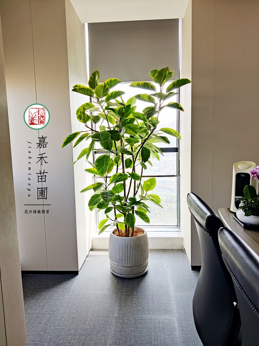 西安辦公室寫(xiě)字樓綠植租賃|西安嘉禾苗圃