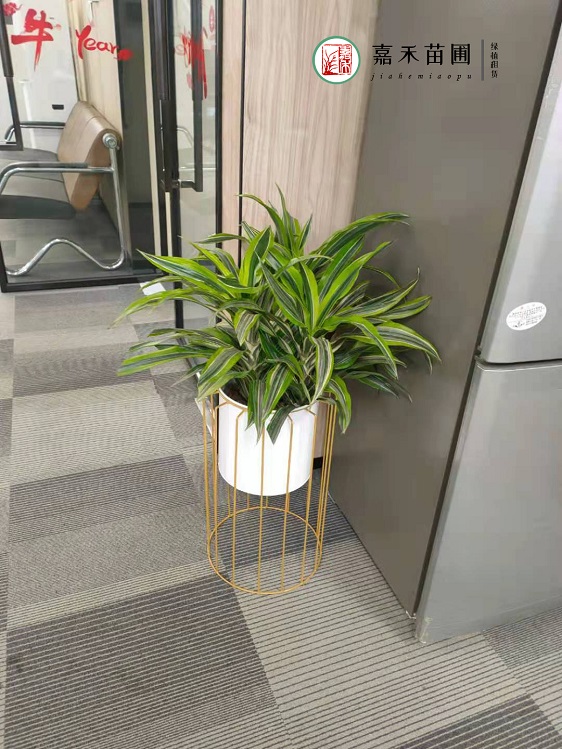 西安綠植租賃公司|西安嘉禾苗圃