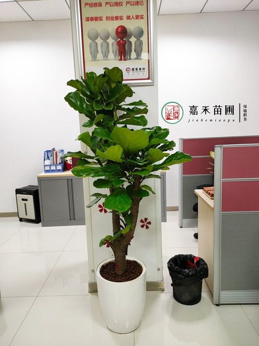 辦公室花卉綠植租賃電話|15202909185 辦公室花卉綠植租賃電話|15202909185