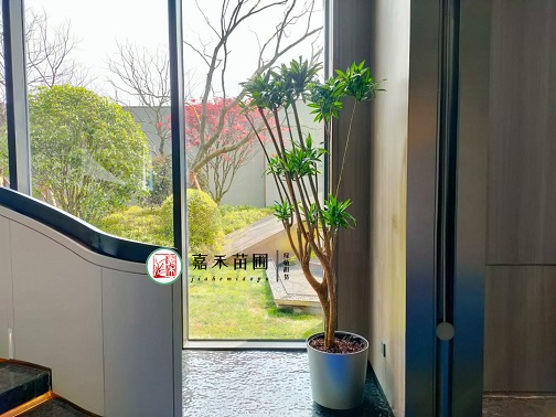 企業(yè)花卉租擺|西安嘉禾苗圃