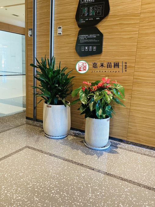 西安花卉租擺擺放場(chǎng)合|西安嘉禾苗圃