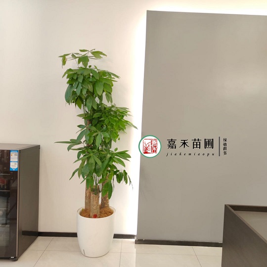 西安室內(nèi)綠植租賃廠家|西安嘉禾苗圃