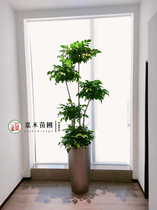 西安綠植租賃服務(wù)方案|西安嘉禾苗圃