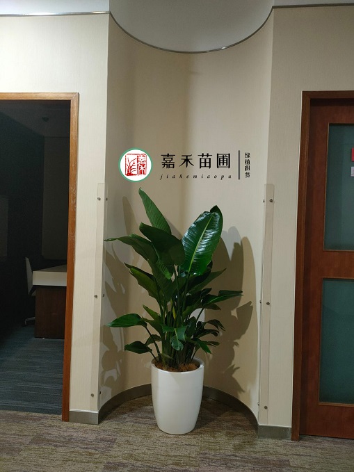 西安銀行綠植租賃案例|西安嘉禾苗圃