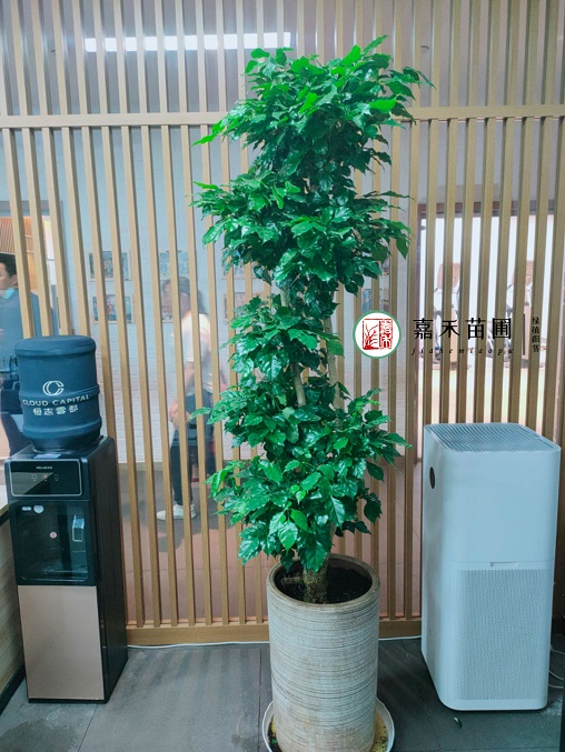 綠植租賃質(zhì)量保證措施|西安嘉禾苗圃