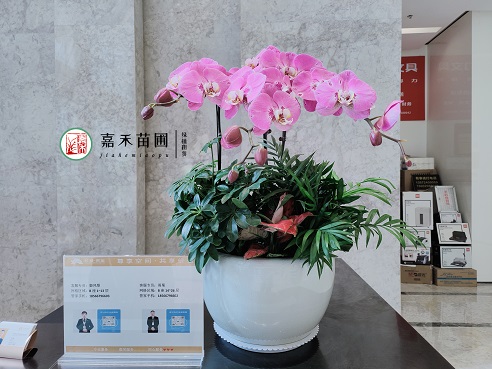 西安綠植租賃公司|西安嘉禾苗圃