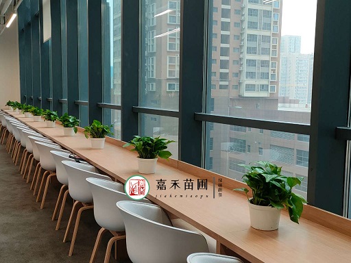 西安綠植租賃公司|西安嘉禾苗圃 西安綠植租賃公司|西安嘉禾苗圃