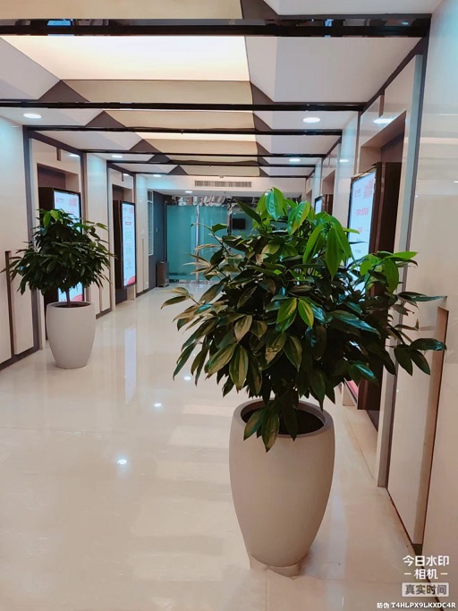 西安綠植租賃植物|西安嘉禾苗圃 西安綠植租賃植物|西安嘉禾苗圃