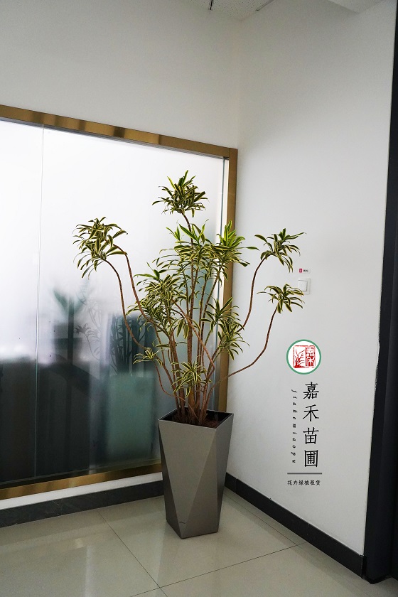 西安植物租賃報(bào)價(jià)|15202909185西安嘉禾苗圃