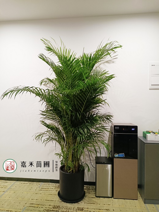 西安辦公室花卉租擺報(bào)價(jià)|15202909185西安嘉禾苗圃