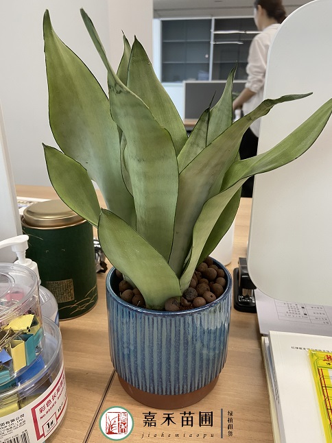 西安綠植租賃案例|西安嘉禾苗圃