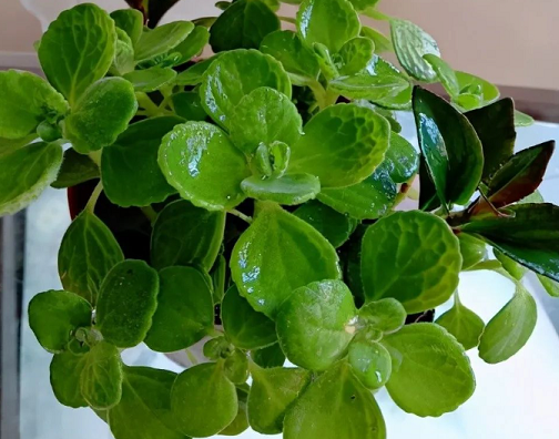 碰碰香的養(yǎng)護(hù)方法|西安嘉禾苗圃綠植租擺