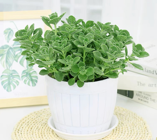 碰碰香的養(yǎng)護(hù)知識(shí)|西安嘉禾苗圃綠植租賃