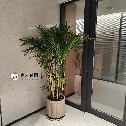 西安酒店綠植租賃價(jià)格|西安嘉禾苗圃