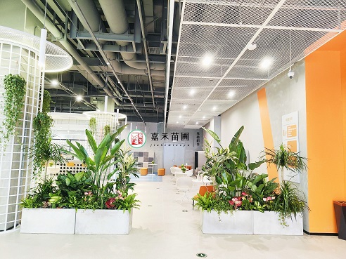 西安花卉租賃公司|西安嘉禾苗圃 西安花卉租賃公司|西安嘉禾苗圃